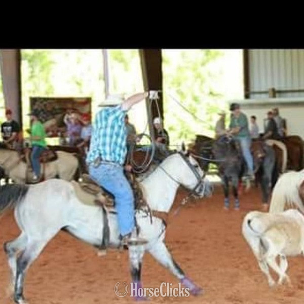 "Gus" Grey Gelding Quarter Horse in Texas