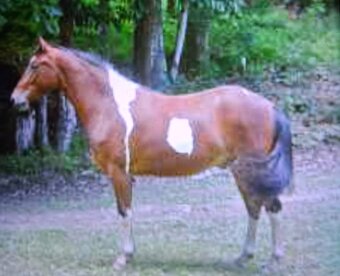"Star" Chocolate Mare Tennessee Walker