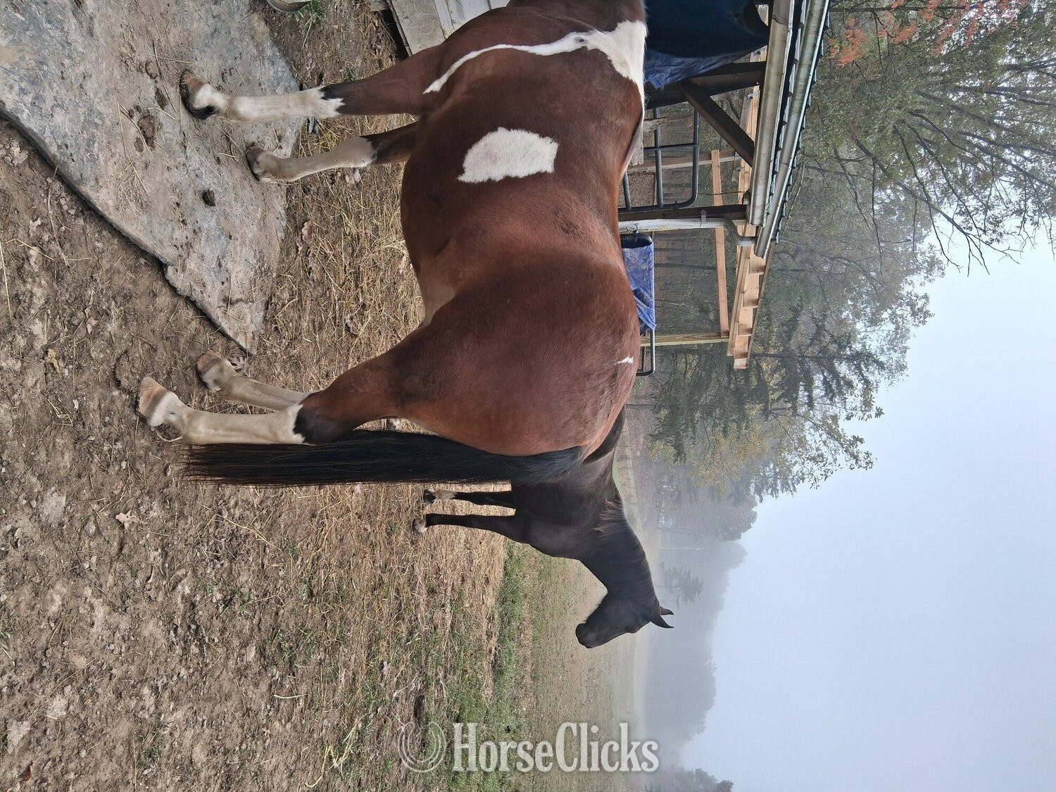 "Star" Chocolate Mare Tennessee Walker