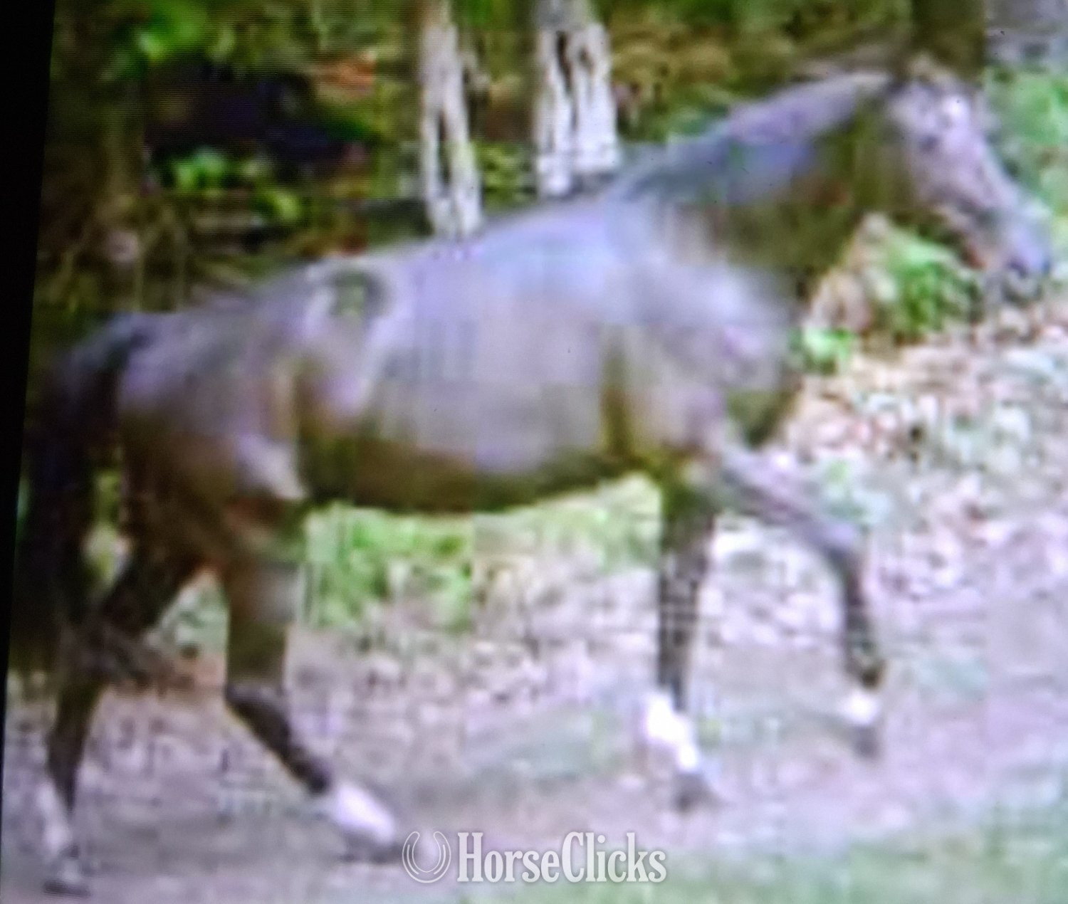 West Virginia "Star" Chocolate Mare Tennessee Walker