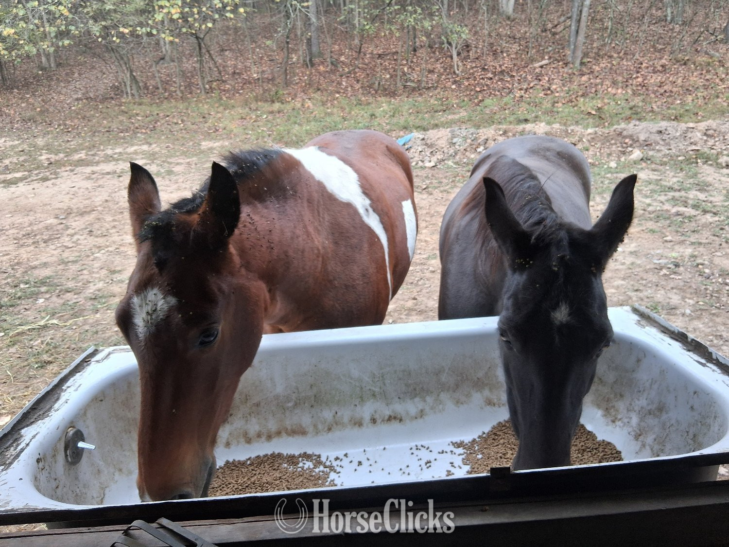 "Star" Chocolate Mare Tennessee Walker - Tennessee Walker in West Virginia