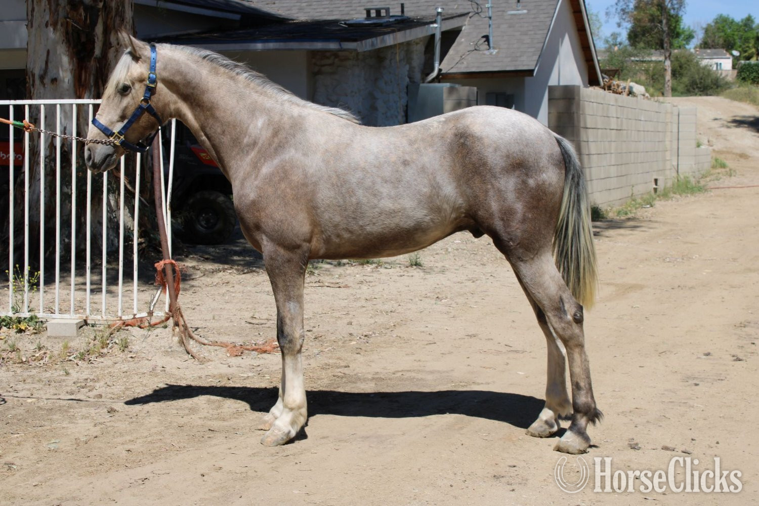 "DIAMANTE RVA" Palomino Colt Andalusian in California