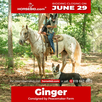 "Ginger" Spotted Mare POA