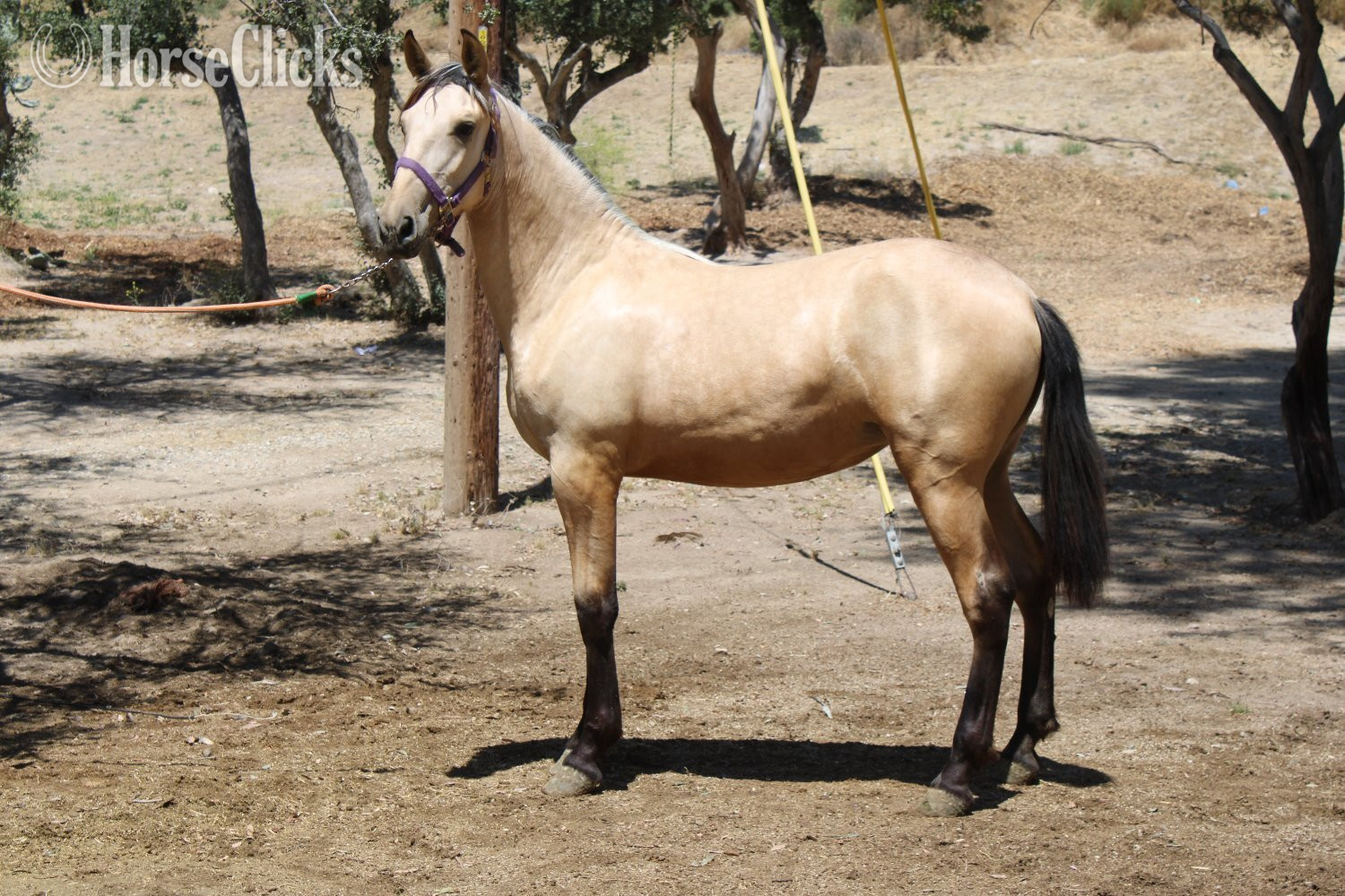 "STRAWBERRY RVA" Buckskin Filly Andalusian in California