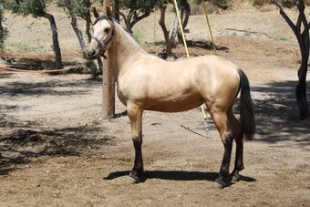 "STRAWBERRY RVA" Buckskin Filly Andalusian