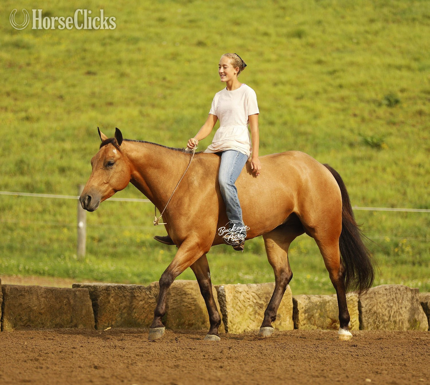 "MR CC" Buckskin Gelding Quarter Horse in Ohio
