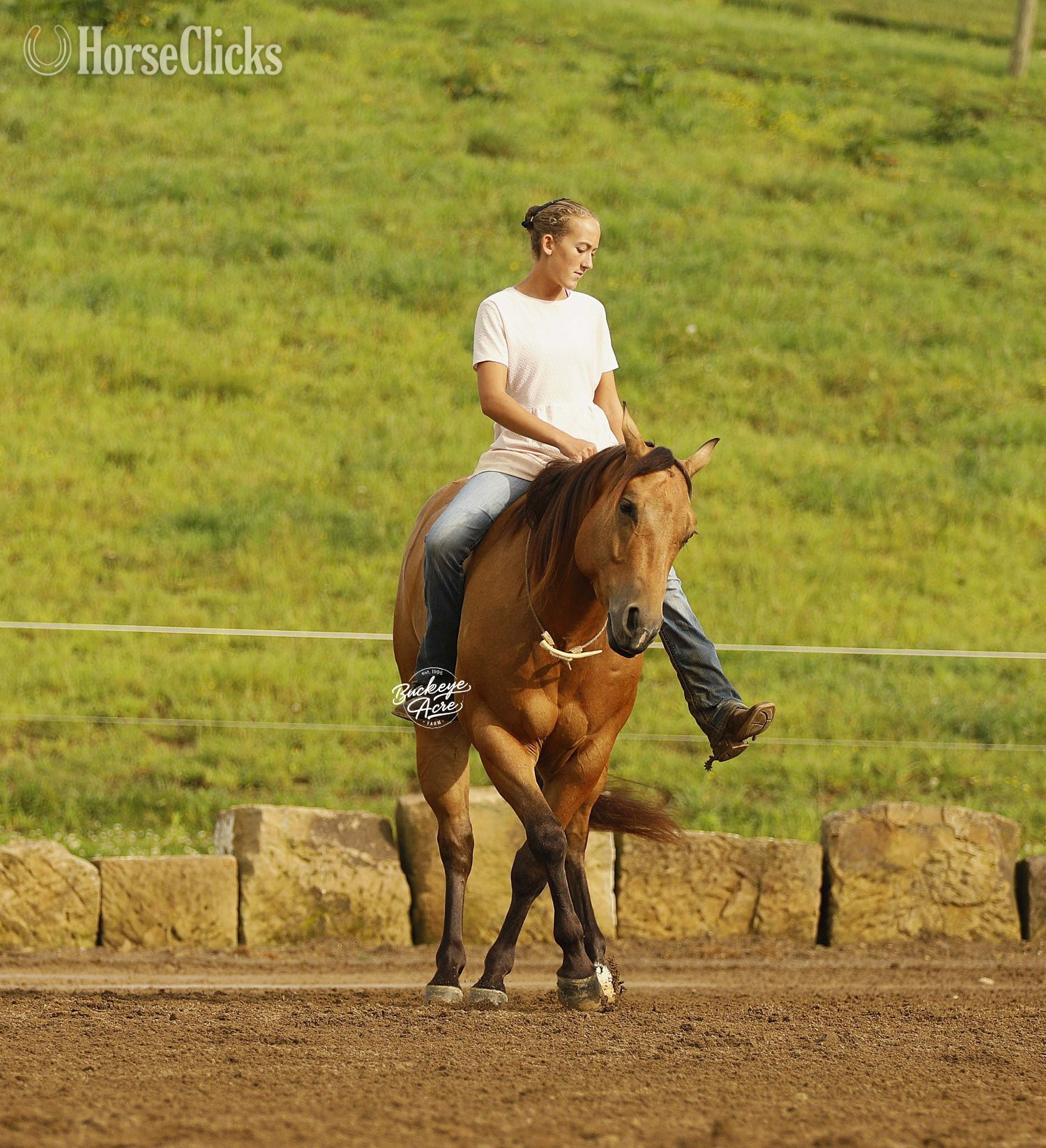 Ohio "MR CC" Buckskin Gelding Quarter Horse
