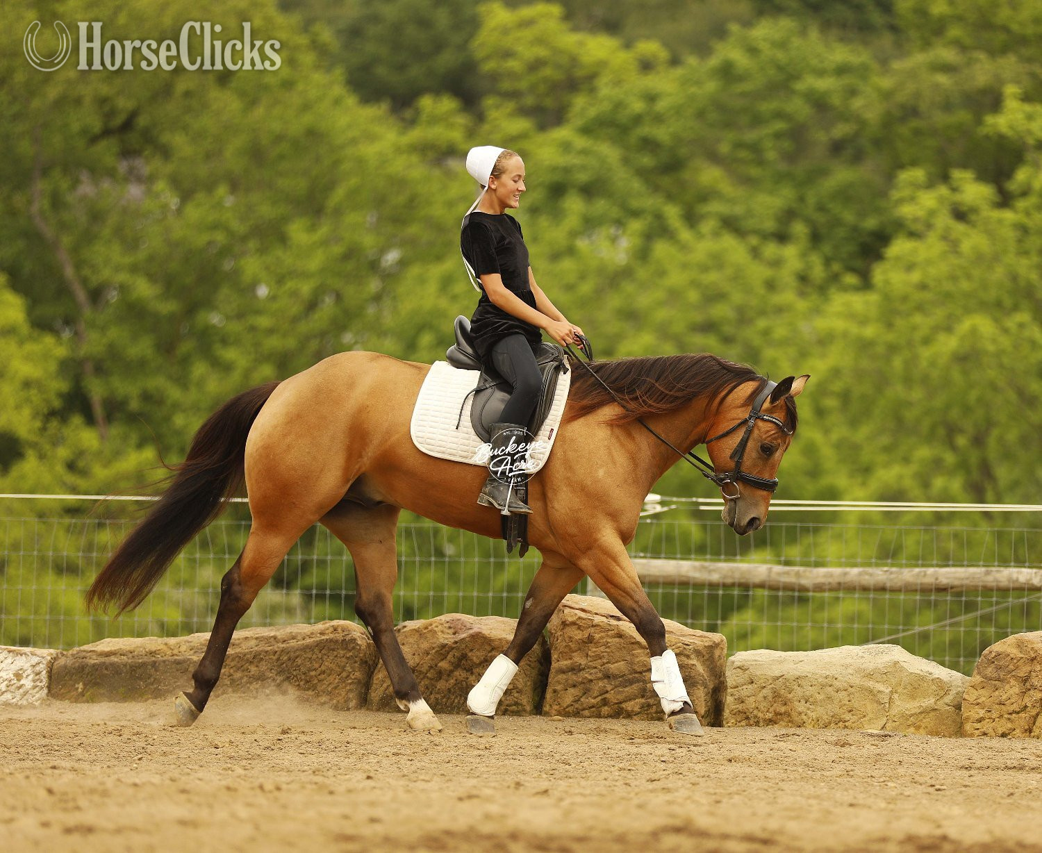 "MR CC" Buckskin Gelding Quarter Horse - Quarter Horse