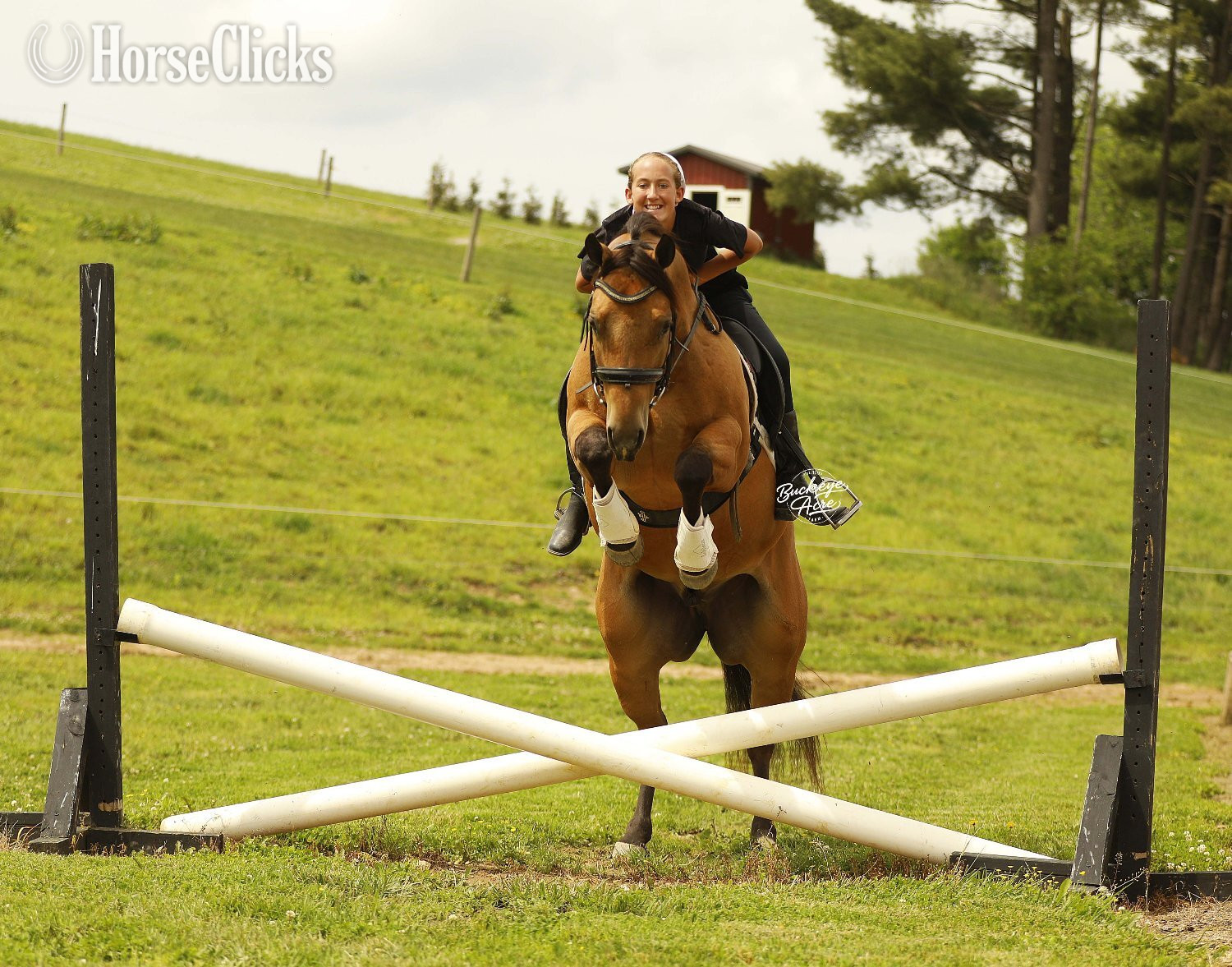 "MR CC" Buckskin Gelding Quarter Horse Ohio