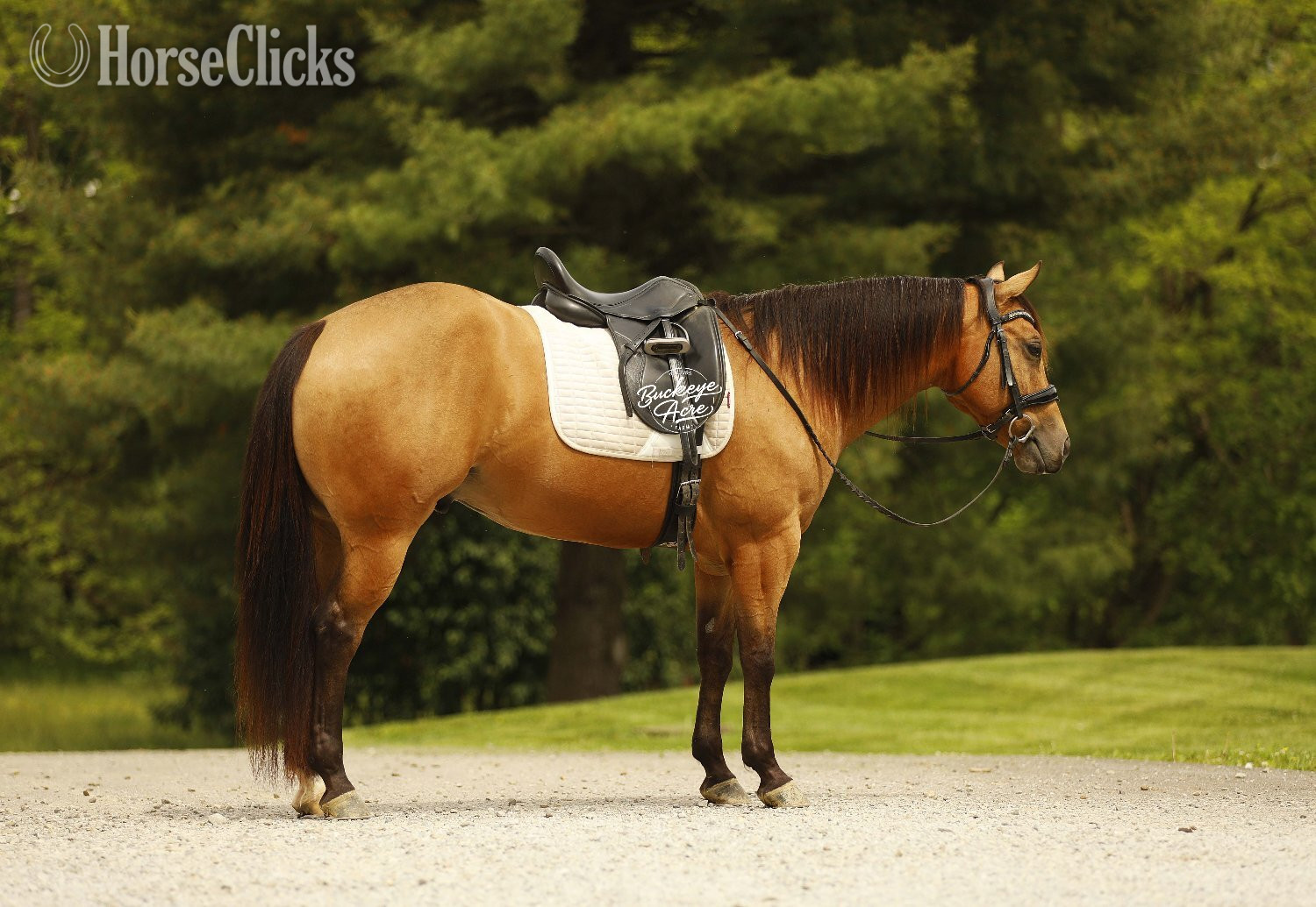 Quarter Horse - "MR CC" Buckskin Gelding Quarter Horse in Ohio