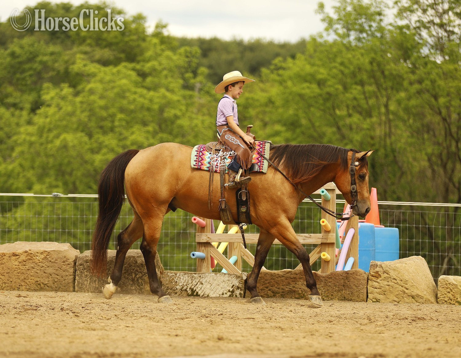 Quarter Horse - "MR CC" Buckskin Gelding Quarter Horse