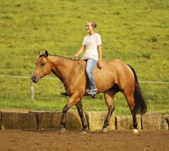 "MR CC" Buckskin Gelding Quarter Horse
