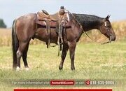 "Tarzan " Bay Roan Gelding Quarter Horse