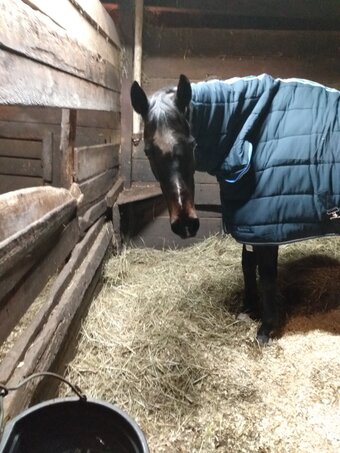 "" Mare Arabian