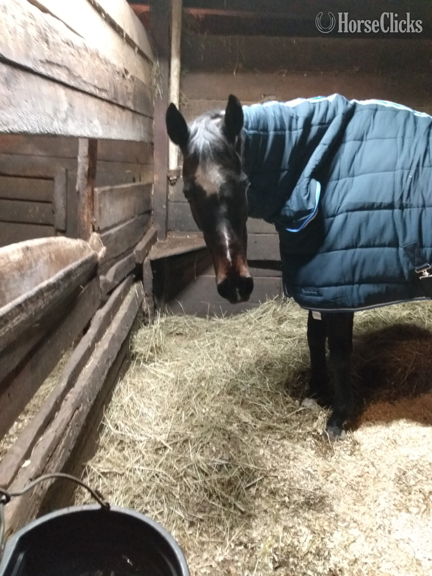 ""  Mare Arabian in Pennsylvania