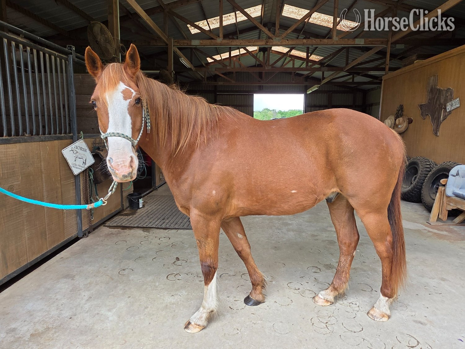 "Cactus" Sorrel Gelding Quarter Horse in Texas
