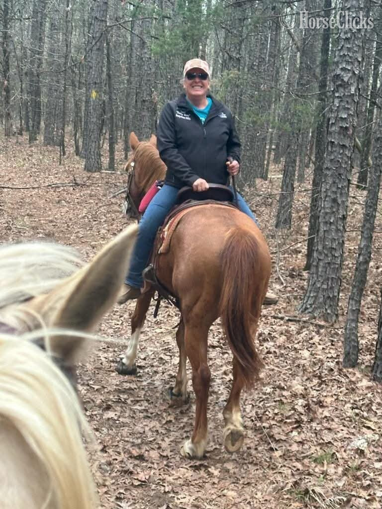 "Cactus" Sorrel Gelding Quarter Horse