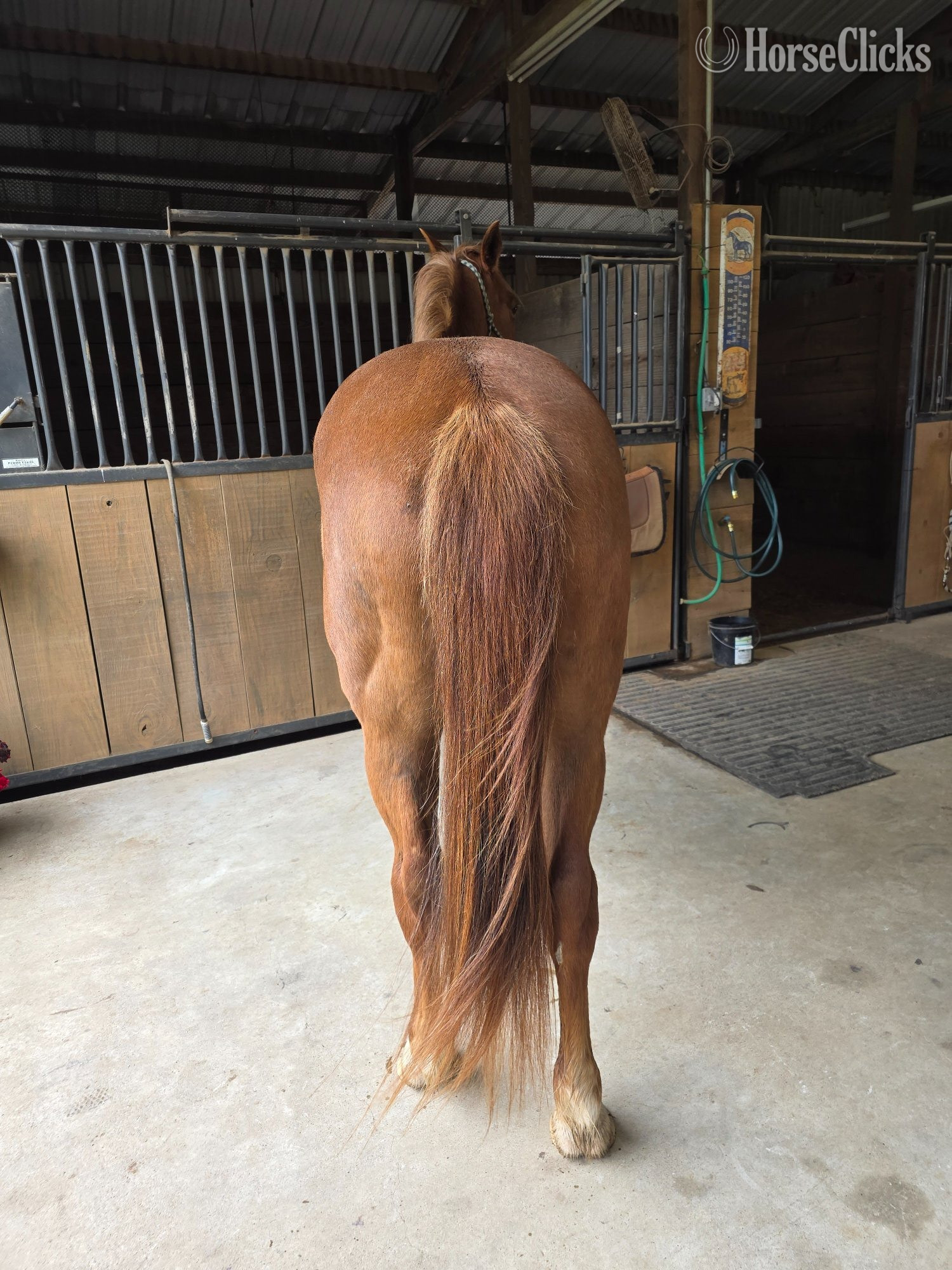 Texas "Cactus" Sorrel Gelding Quarter Horse