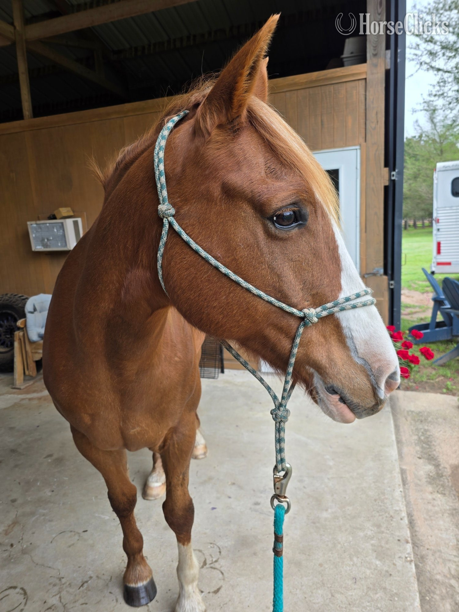 "Cactus" Sorrel Gelding Quarter Horse - Quarter Horse in Texas