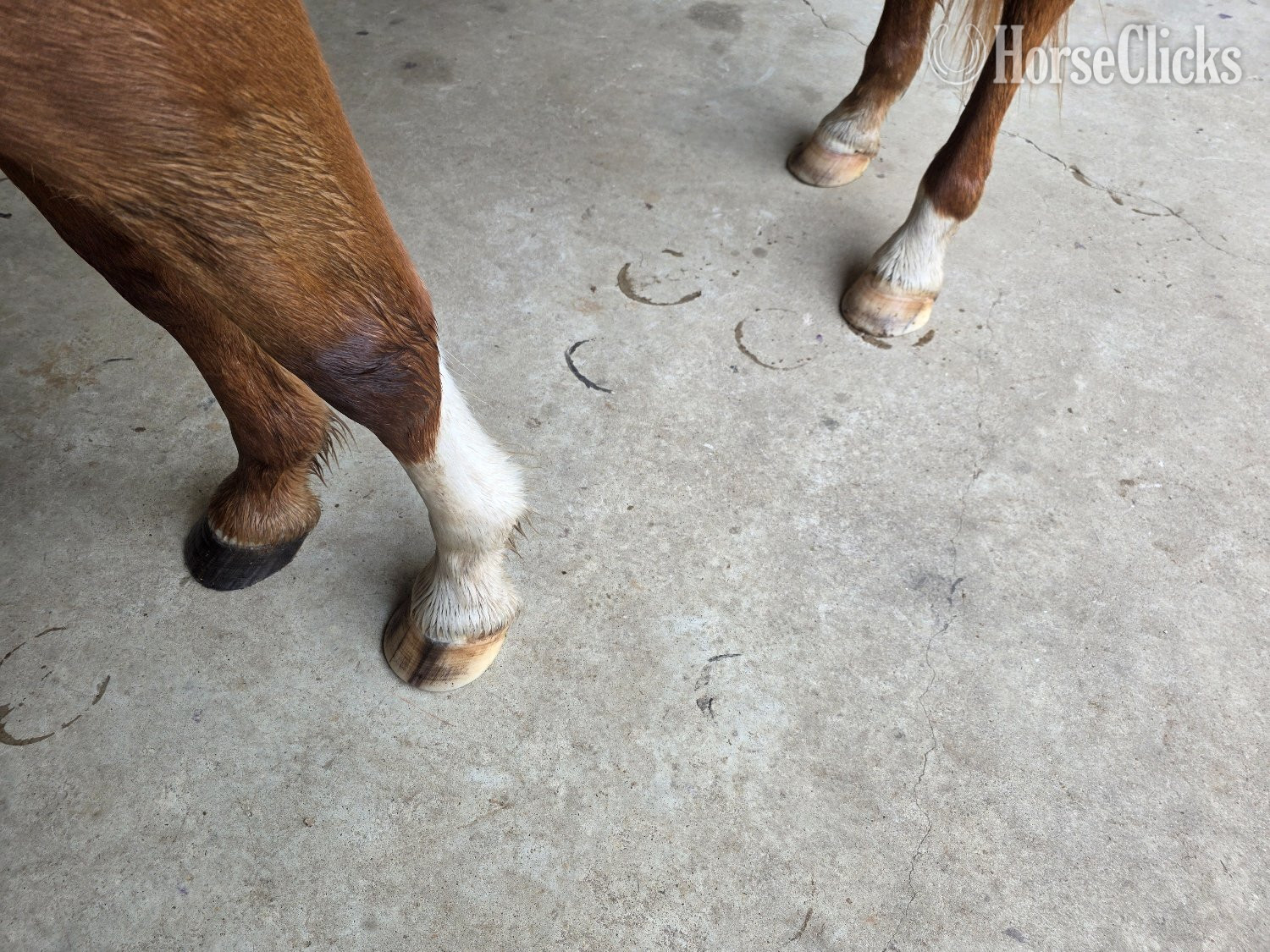 "Cactus" Sorrel Gelding Quarter Horse - Quarter Horse