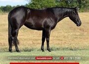 "This Chicks Smokn" Black Mare Quarter Horse