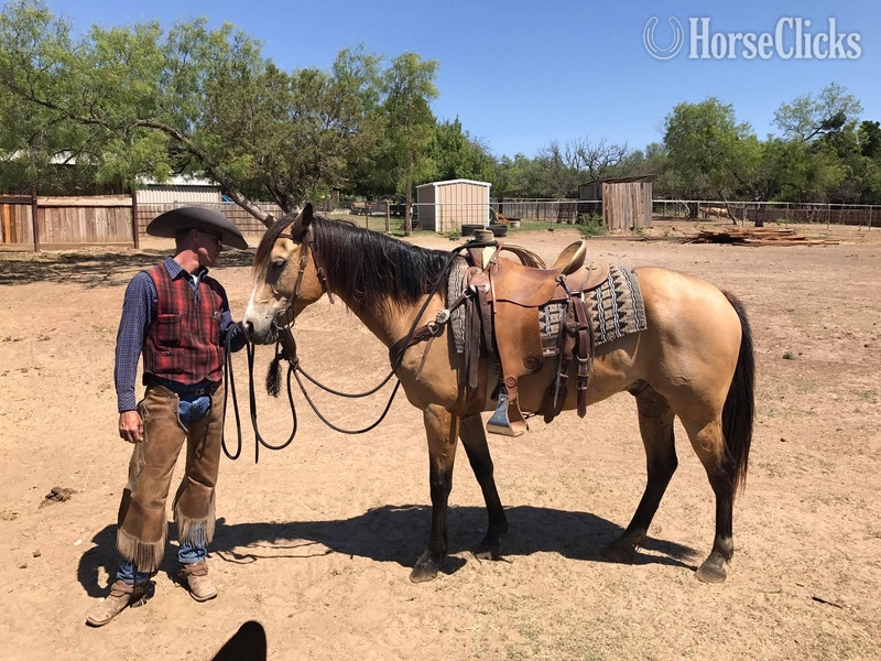 Texas "Tigger " Buckskin Gelding