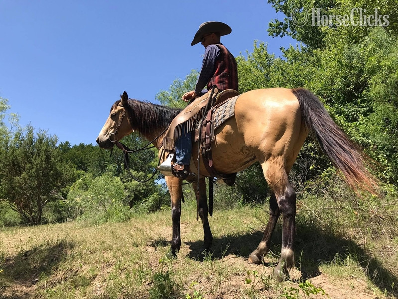 "Tigger " Buckskin Gelding -  in Texas