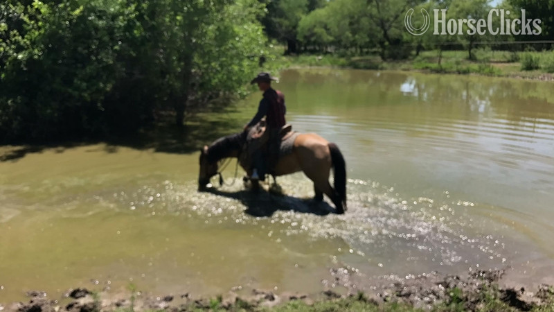"Tigger " Buckskin Gelding - 