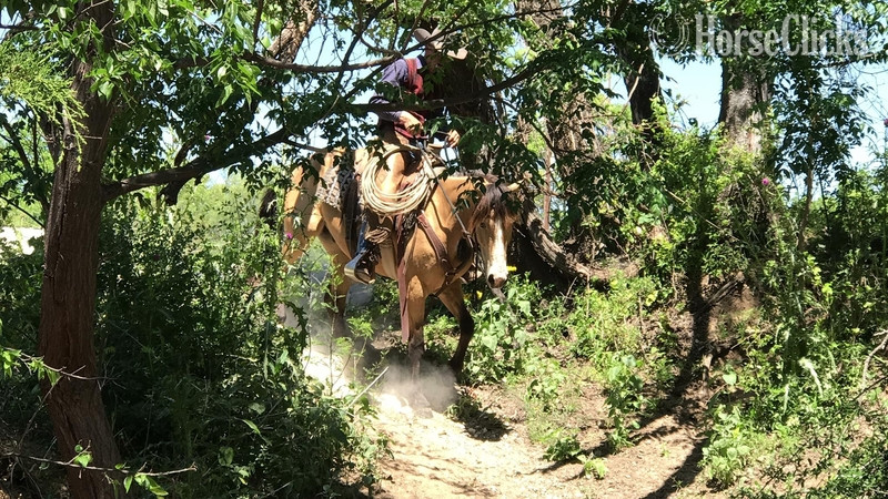 "Tigger " Buckskin Gelding Texas