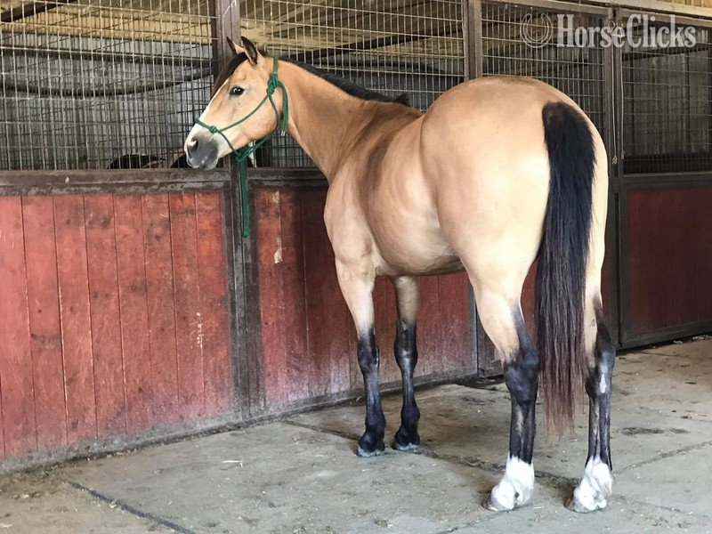 "Tigger " Buckskin Gelding in Texas