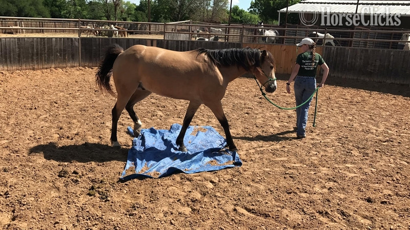  - "Tigger " Buckskin Gelding in Texas
