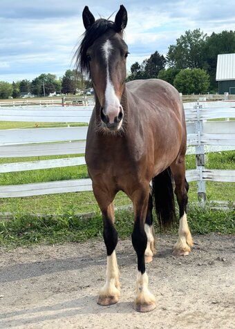 "June Bug" Bay Mare