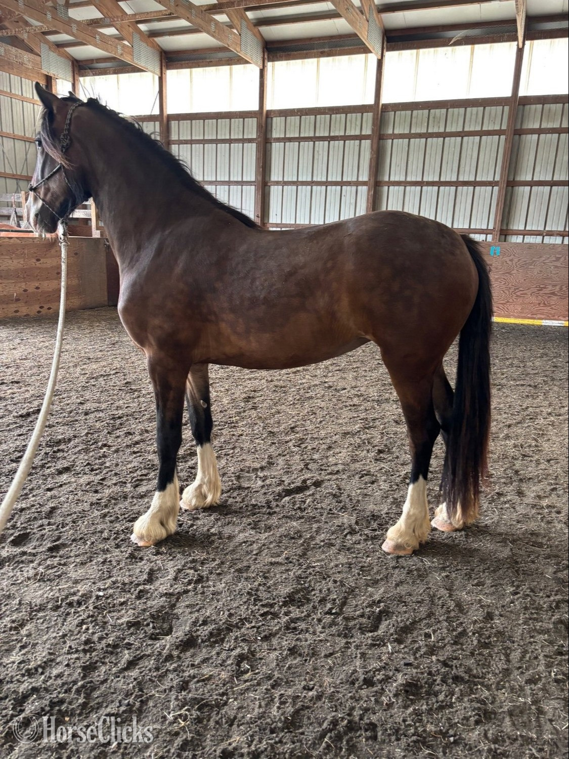 "June Bug" Bay Mare