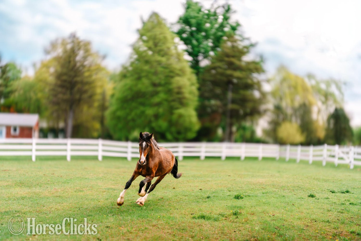 New York "June Bug" Bay Mare