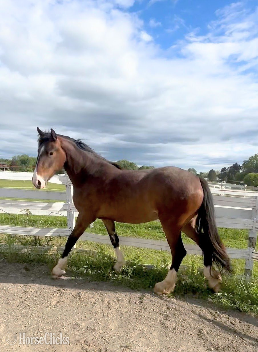 "June Bug" Bay Mare -  in New York