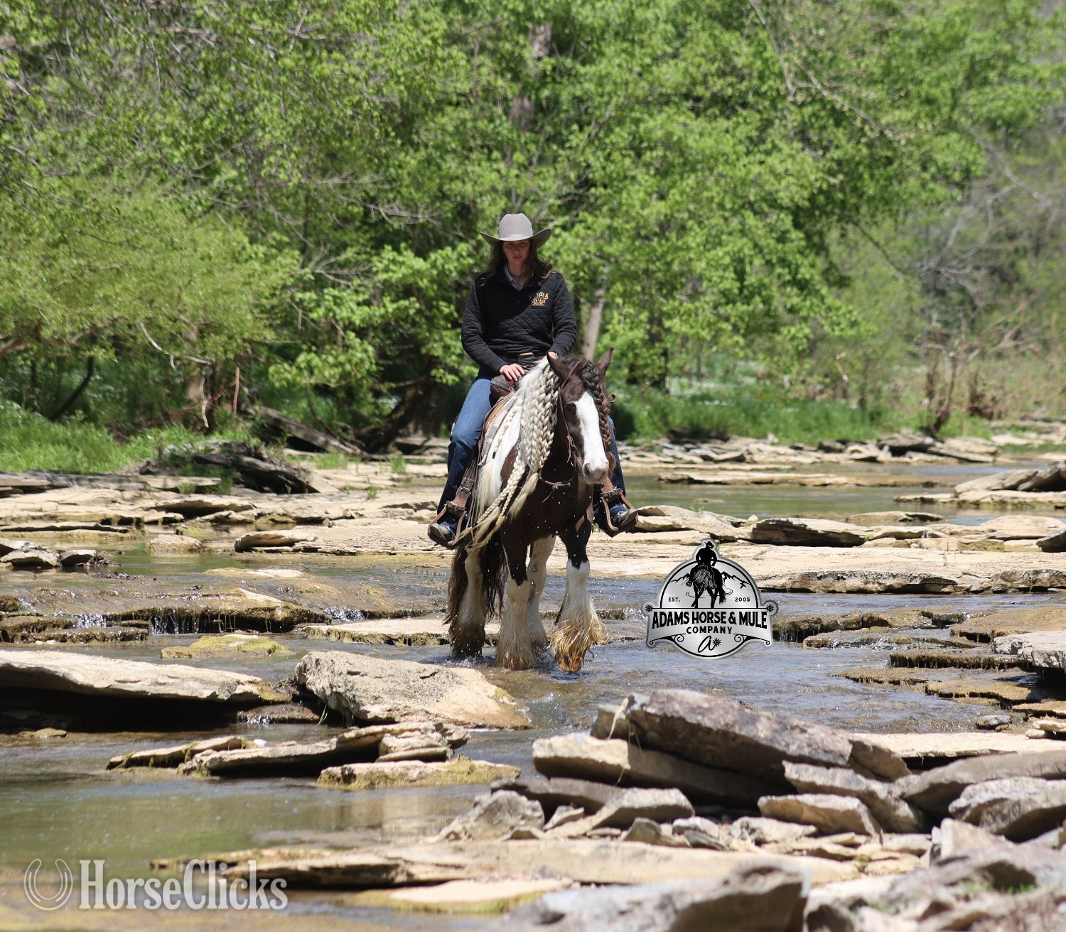 Gypsy Vanner - "Fabio" Pinto Gelding Gypsy Vanner in Kentucky