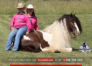 "Fabio" Pinto Gelding Gypsy Vanner