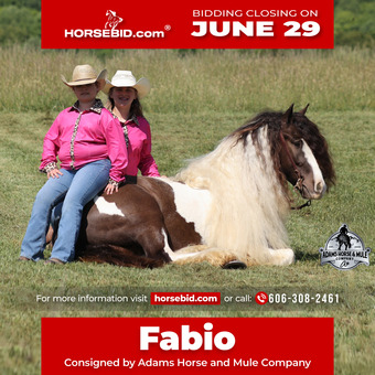 "Fabio" Pinto Gelding Gypsy Vanner