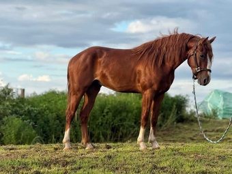 "River"  Gelding Quarter Pony