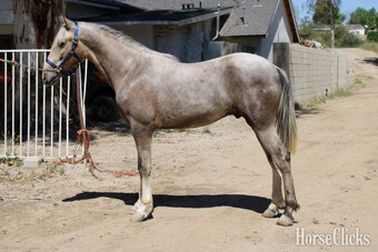 "DIAMANTE RVA" Palomino Colt Andalusian