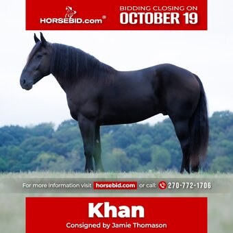 "Khan " Black Gelding Percheron