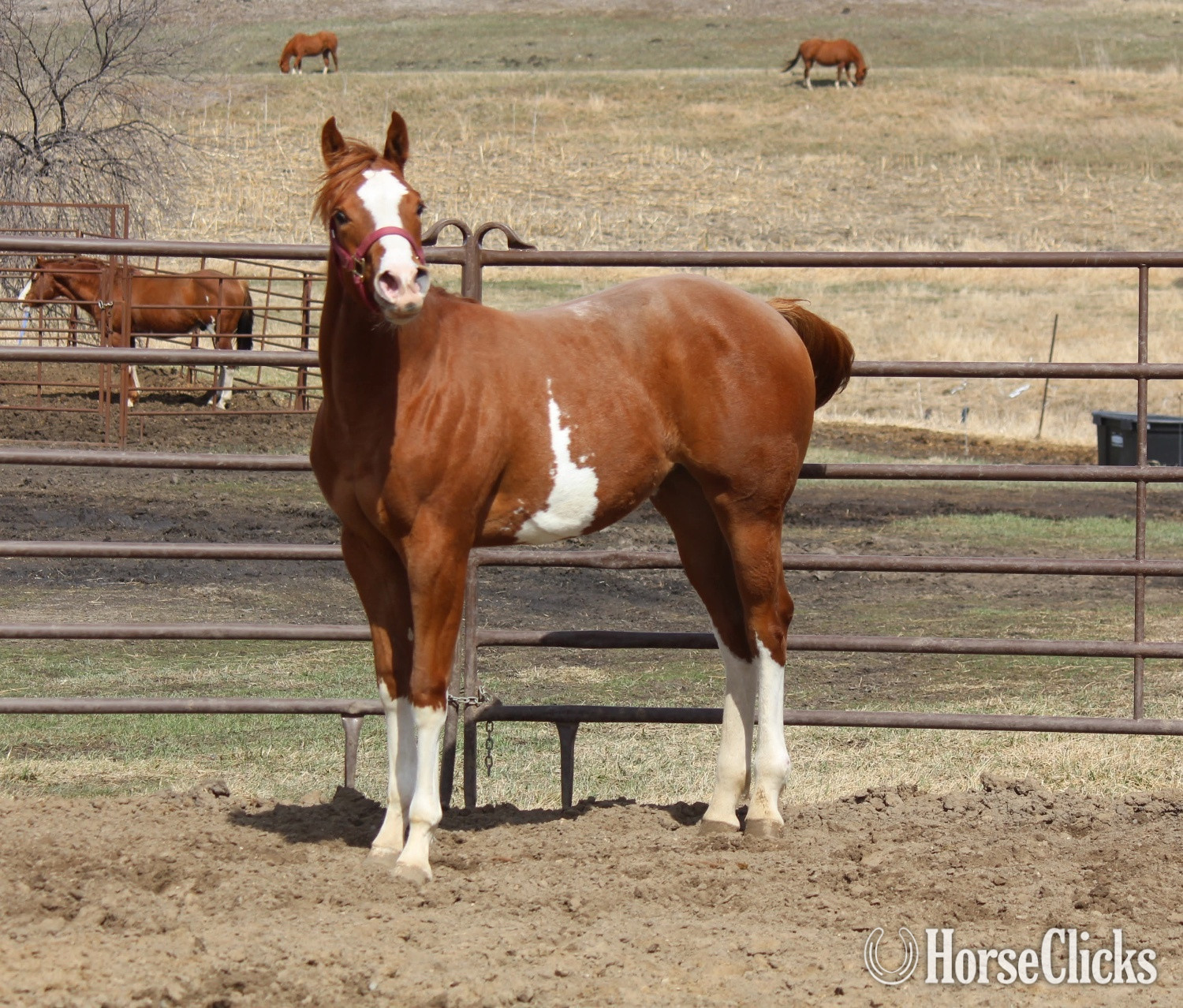 Iowa "NV Red Dee Sonsation**SOLD**" Sorrel Filly Paint