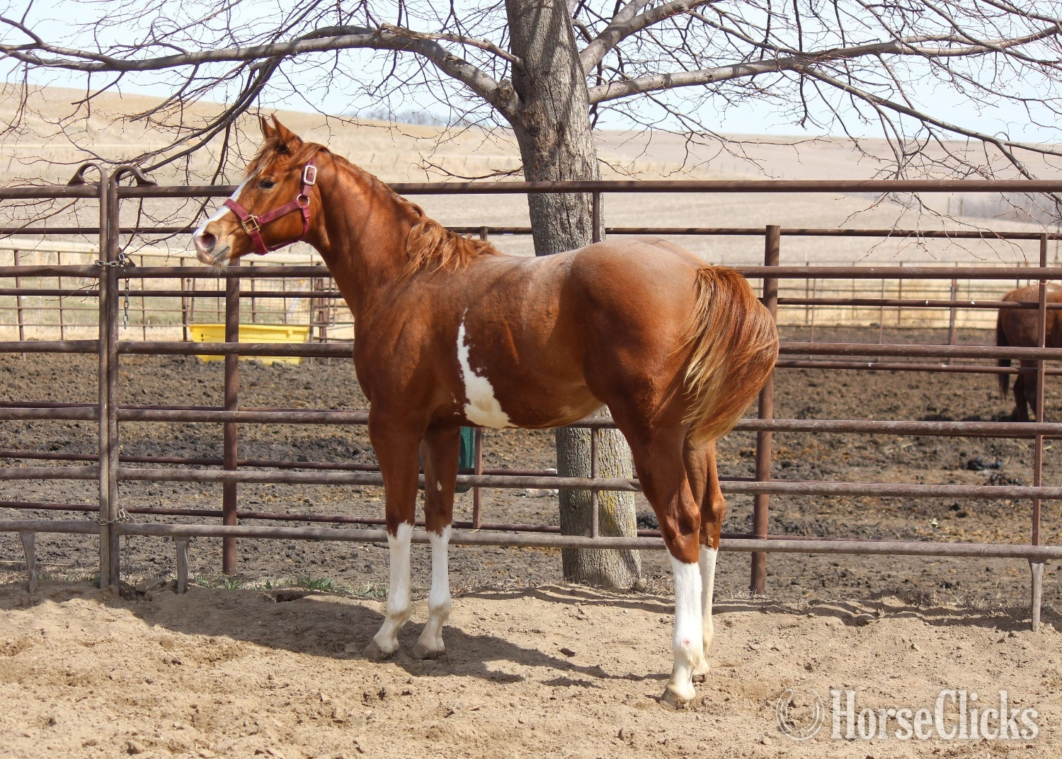"NV Red Dee Sonsation**SOLD**" Sorrel Filly Paint in Iowa