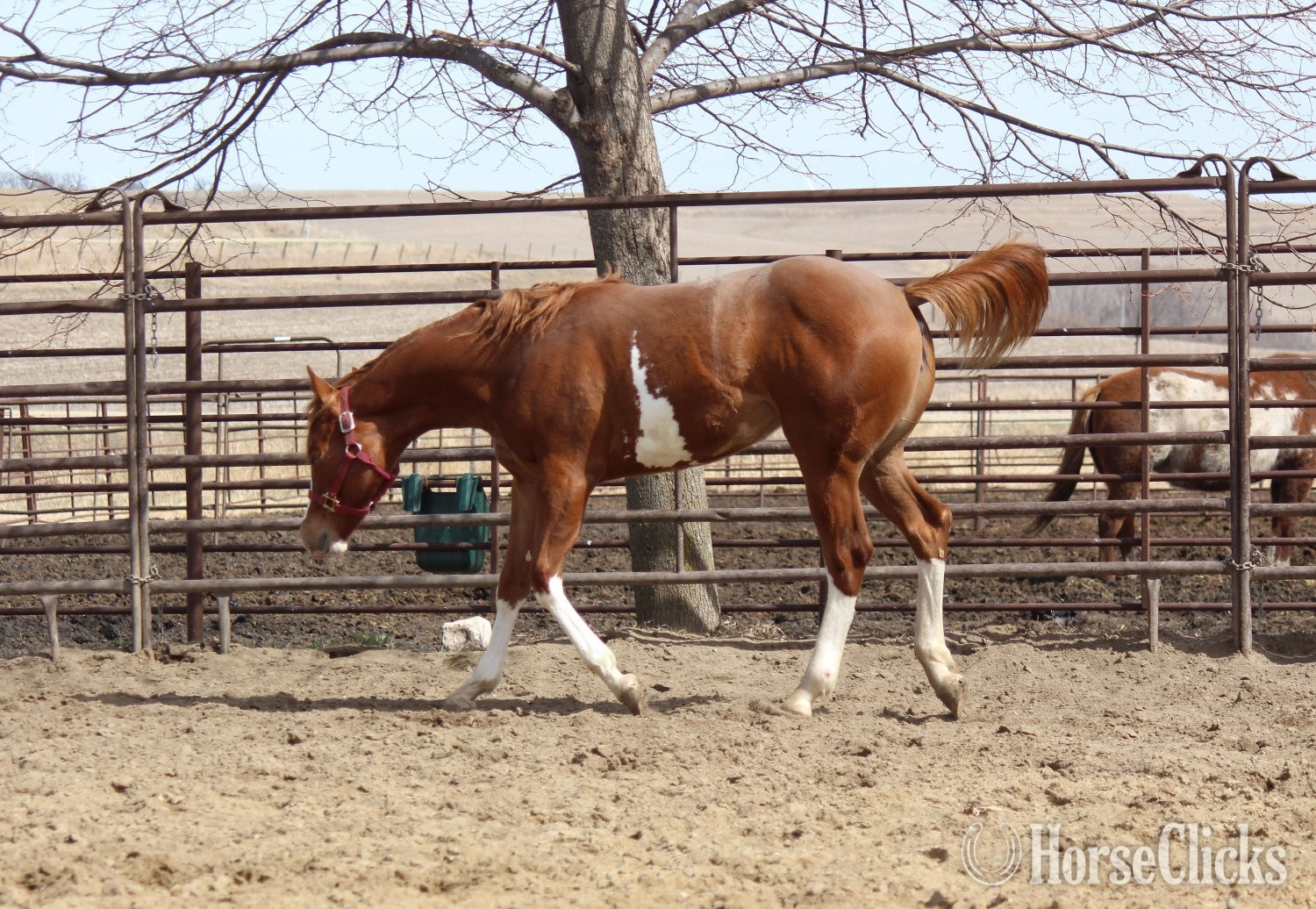 "NV Red Dee Sonsation**SOLD**" Sorrel Filly Paint