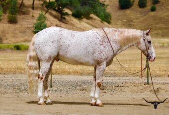 "10-4" Spotted Gelding Appaloosa