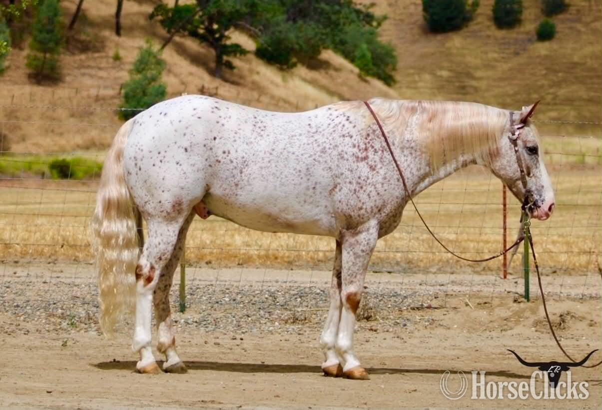 "10-4" Spotted Gelding Appaloosa in California
