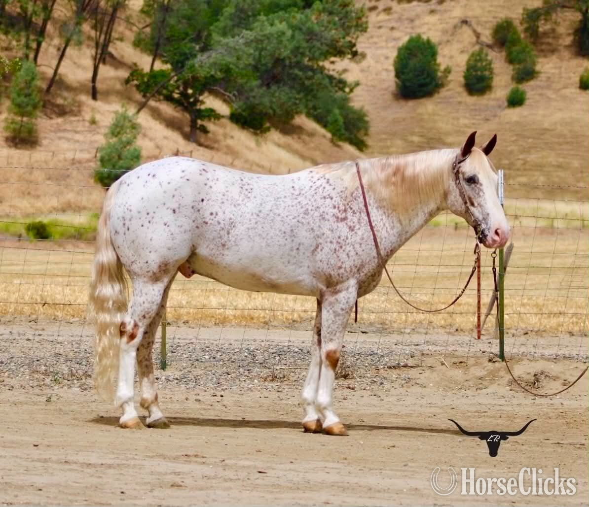 "10-4" Spotted Gelding Appaloosa