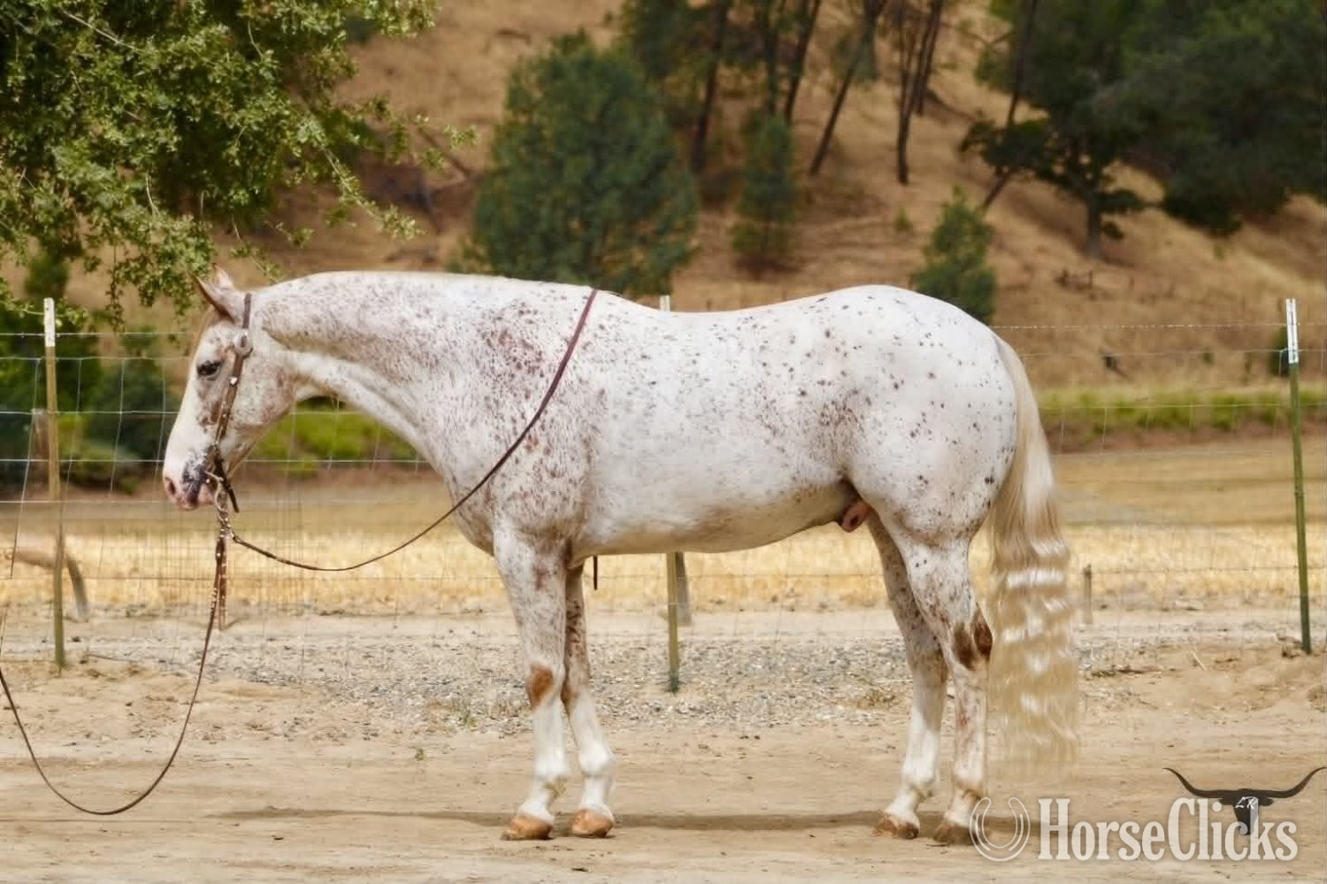 California "10-4" Spotted Gelding Appaloosa