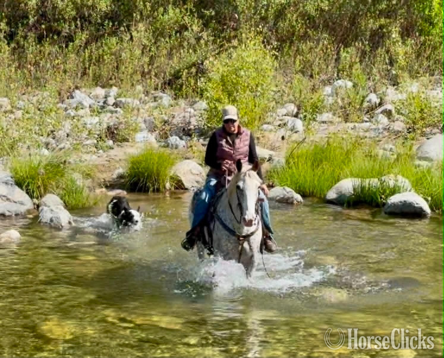 "10-4" Spotted Gelding Appaloosa - Appaloosa in California