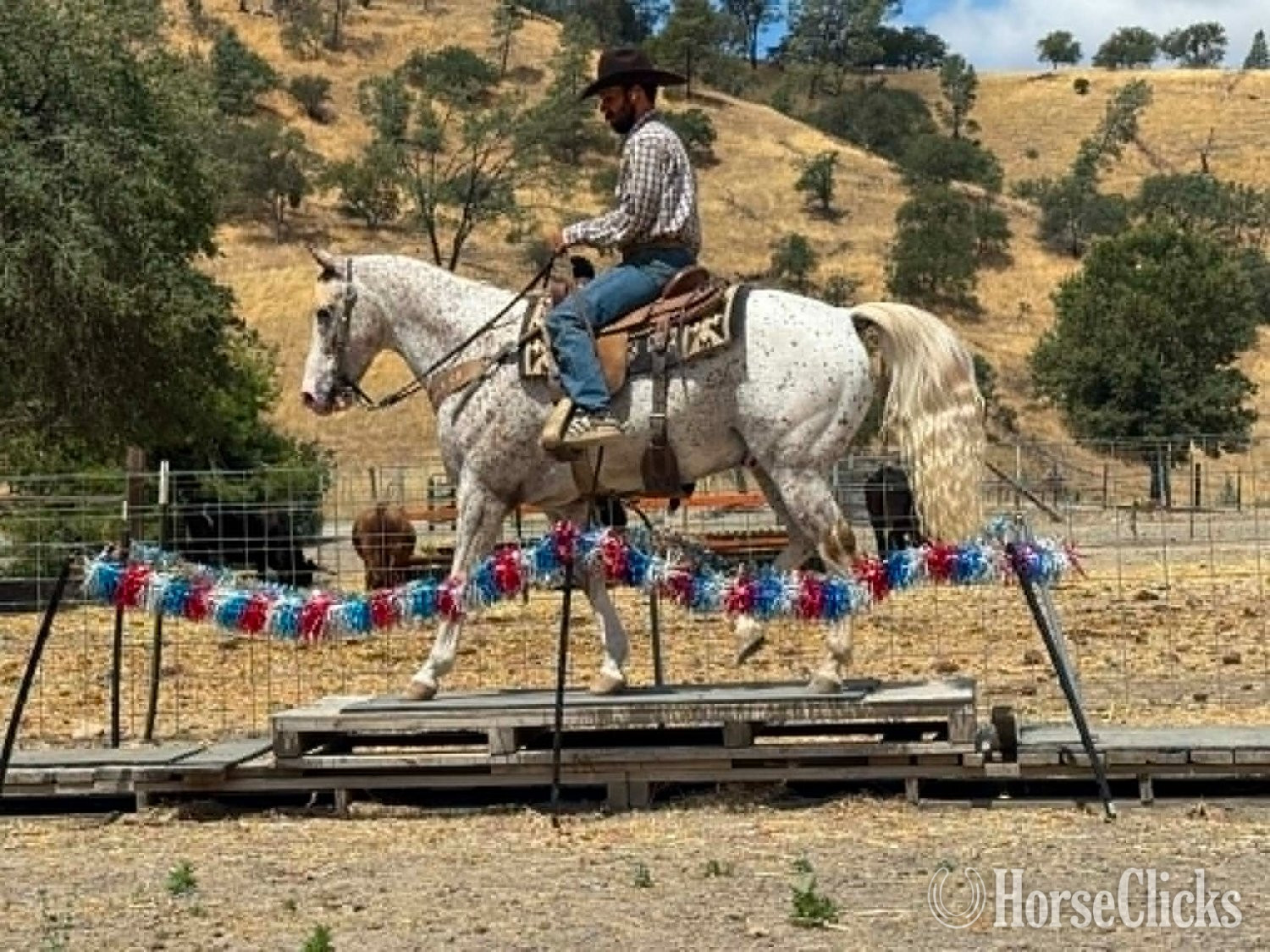 "10-4" Spotted Gelding Appaloosa - Appaloosa
